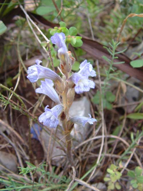 Orobanchacea